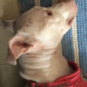 Meet your Posher, Dee